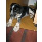 Dexter, Schnauzer-Brake-Collie Welpen - Rüde
