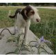 Dexter, lebenslustiger Hundebub sucht Zuhause Welpen - Rüde