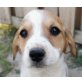 Dezi, Beagle-Mischling Welpen - Hündin