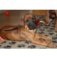 Dhakiya am Glasbach12 Wochen Alt, Rhodesian Ridgeback Welpen - Hündin