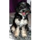 Dhasha, Tibet-Terrier - Hündin