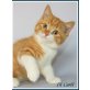 Di Carli, Britisch Kurzhaarkatze - Kater