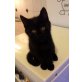 Diabalo, Britisch Kurzhaarkatze - Kater