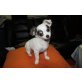 Diablo, Chihuahua langhaariger Schlag Welpen - Rüde