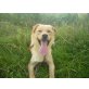 Diablo katzenvertr. LabradorMix, Labrador Mix - Rüde