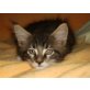 Diabolo, Maine Coon - Kater