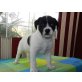 Diamond, Boxer / Labbi - Rüde