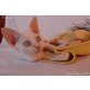 Diamond of Royal Devons, Devon Rex - Kater