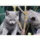 Diana, Britisch Kurzhaarkatze - Katze