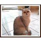 Diana, Britisch Kurzhaarkatze - Katze