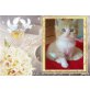 Diana, Don Juan, Fantasy, Britisch Kurzhaarkatze - Katze