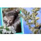 Diana Fabiola Fantasy, Britisch Kurzhaarkatze - Katze