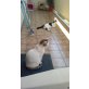 Dicker & Puppe, Hauskatzen - Kater