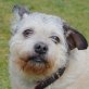 Dickerchen Rex, Französischer Bulldoggen Mix - Rüde