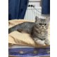 Dida, Britisch Kurzhaarkatze - Katze
