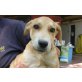 Diderot, Magyar Vizsla  Labrador Mix Welpen - Rüde