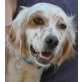 Didi, Setter-Mix - Hündin