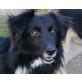 Dido, Bordercolliemix - Rüde