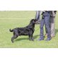 Dido, Labrador Retriever - Rüde