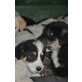 Die Neronis, Maremmano - Sennenhund Mix - Hündin