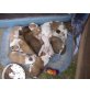 Die Peanuts!, Boxer-Aussie-Mix- Welpen Welpen - Rüde