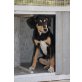 Die bezaubernde kleine Lucy... - Hündin