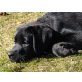 Die kleine Fee, Der kleine Lord, Labrador Retriever Welpen - Hündin