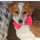 Die kleine Vesna ist ein Rohdiamant, Jack-Russell-Terrier Welpen - Hündin