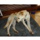 Die liebenswerte Uschi sucht ihre Familie! - Hündin