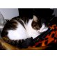 Die schmusige MAMMAU sucht ihr Heim  - Katze