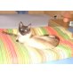 Diego, Balinese - Kater