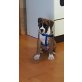 Diego, Boxer Welpen - Rüde