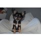 Diego, Chihuahua langhaariger Schlag Welpen - Rüde