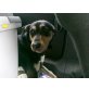 Diego, Deutscher Pinscher Mischling - Rüde