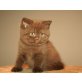 Diego,Diva,Dahlia,Diora, Britisch Kurzhaarkatze - Katze