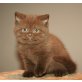 Diego,Diva,Daisy,Diora,Dahlia., Britisch Kurzhaarkatze - Katze