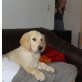 Diego, Golden Retriever Welpen - Rüde