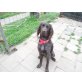 Diego, Kleiner Münsterländer - Rüde