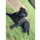 Diego, Labrador Retriever - Rüde