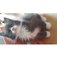 Diego, Maine Coon - Kater