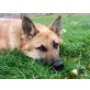 Diego, Malinois Tschech. Wolfshund Mix - Rüde