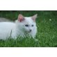 Diego, Ragdoll - Kater