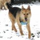 Diego, Schäferhund-Irischer Wolfshund - Rüde