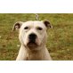 Diego (bea) der hübsche Pitbullmix sucht drin - Rüde