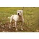 Diego (bea) der hübsche Pitbullmix sucht drin - Rüde