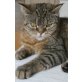 Diego (hört aber nur auf Mietzi), Britisch Kurzhaarkatze - Kater