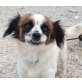 Dientes, Chihuahua-Mix - Rüde