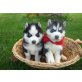 Diese Welpen sind AKC, Champion Bloodline Sib - Rüde