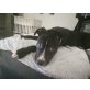 Diesel, American staffordshire terrier - Rüde