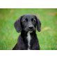 Diesel, Dackel Labrador Mix Welpen - Rüde